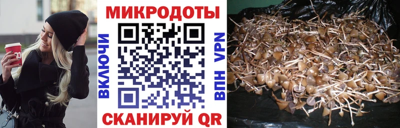 Псилоцибиновые грибы Cubensis  купить закладку  Петрозаводск 